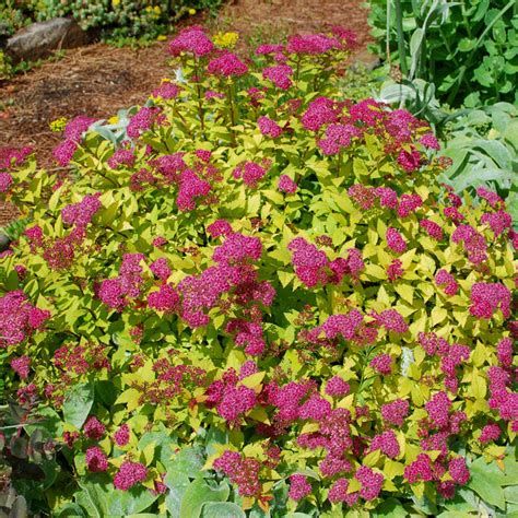 Incorporating magic carrot spirea into your landscape design for year-round beauty